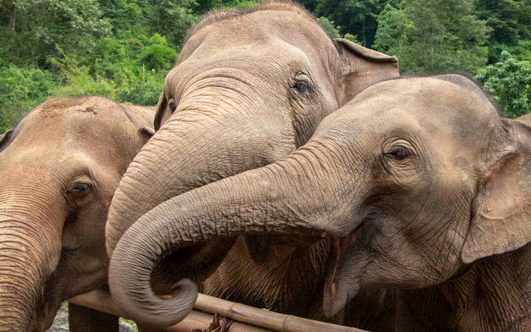 Getting Your Wheels Rolling: The Perfect Morning Start in Chiang Mai