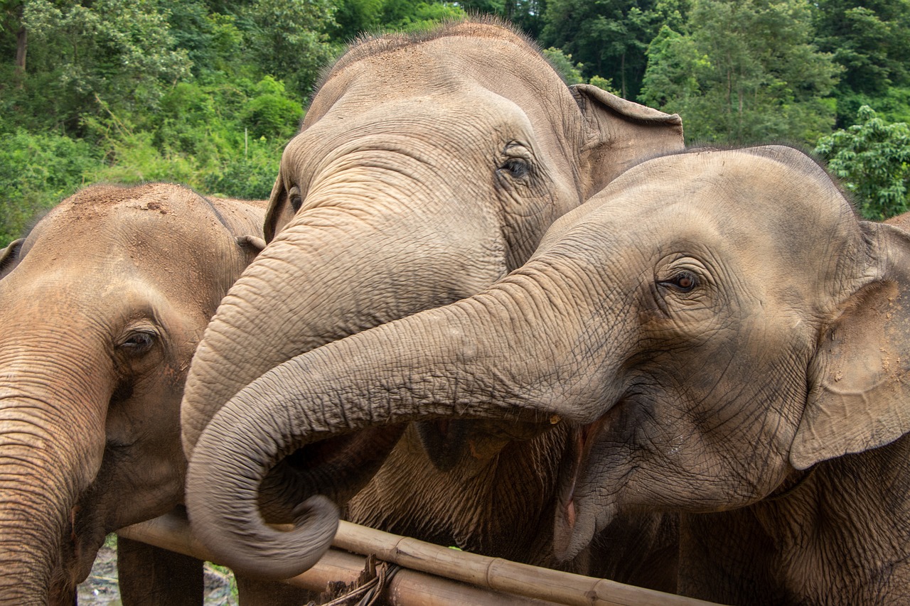 elephants, animal, elephant, mammal, animals, nature, thailand-4651257.jpg