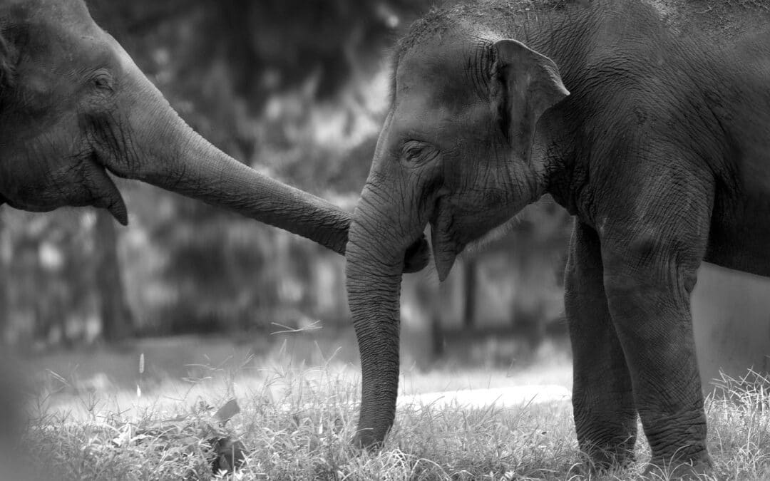 The Great Indochina Ride: Your 30-Day Big Bike Touring Adventure Through Southeast Asia’s Hidden Gems