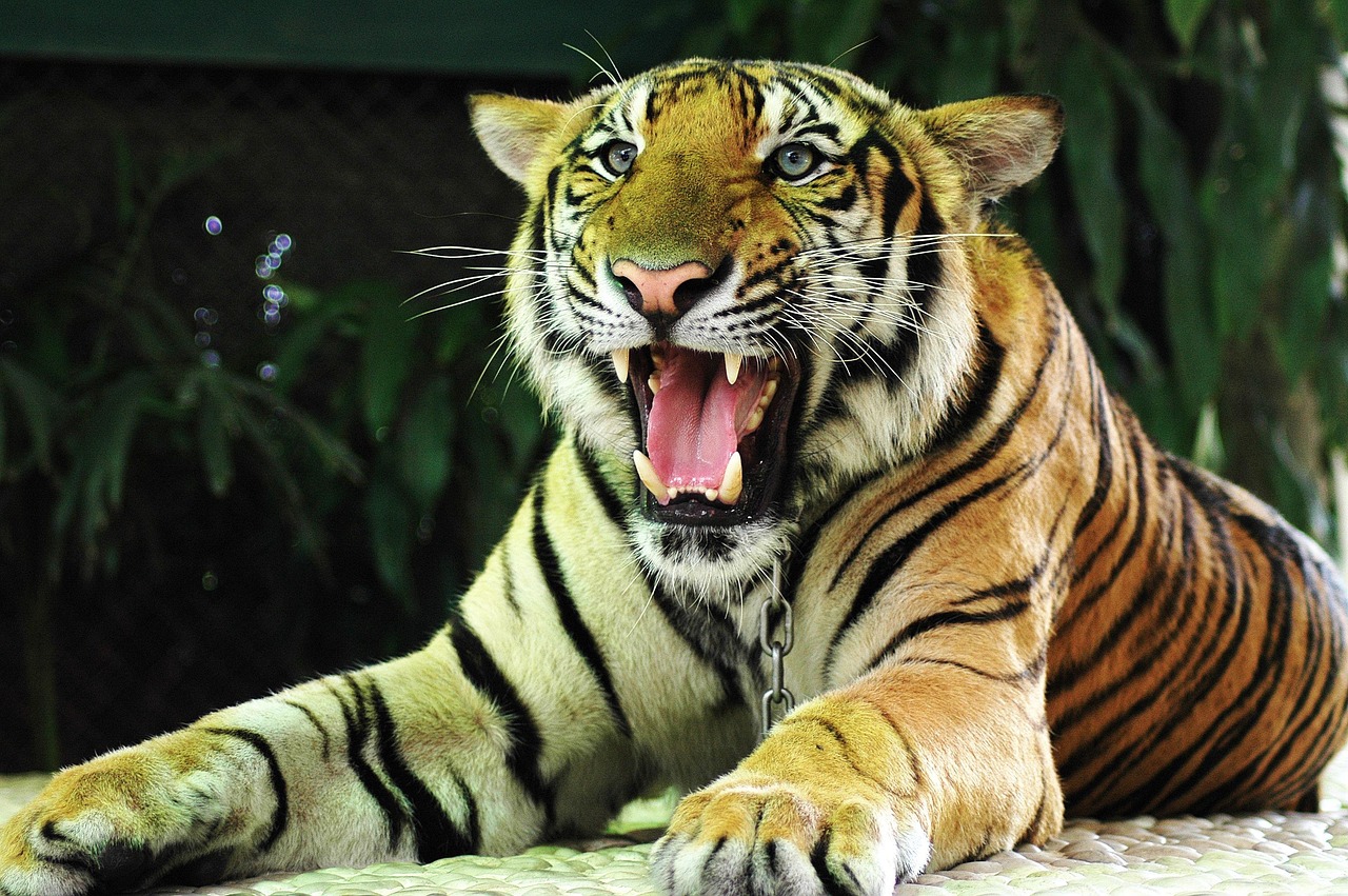 tiger, big cat, thailand, tiger, tiger, tiger, tiger, tiger, thailand-176102.jpg