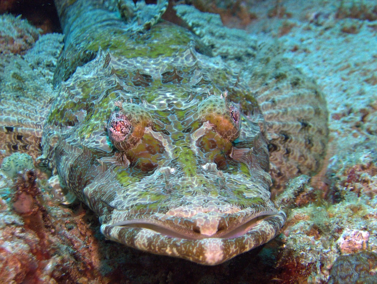 underwater, scuba diving, fauna, marine, cocodrile fish, phillipines-1175404.jpg