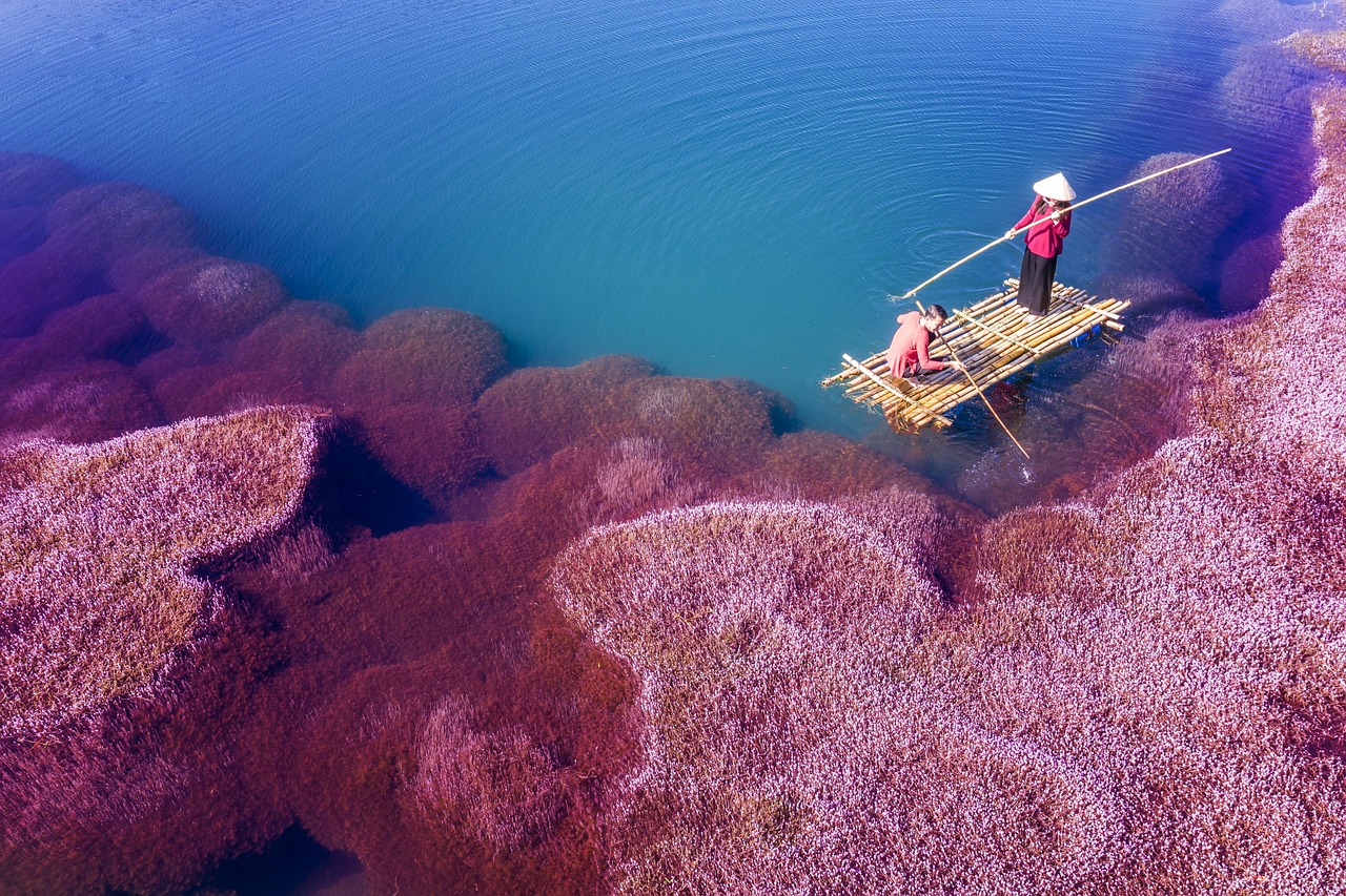 pink algae, pink, algae, fisherman, fishing, lake, bao loc, lam dong, nature, vietnam, boat, water, landscape, sunrise, couple-5389441.jpg