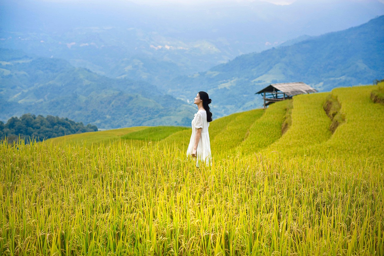 vietnam, lua, rice, nature, hoangsuphi, hagiang, mountain, ruongbacthang, women-8047523.jpg